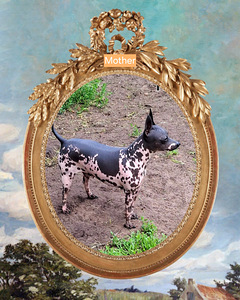 American naked terriers boys (10 foto / 10)