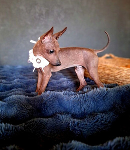 American naked terriers boys mini (1 foto / 7)