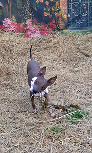 American naked terriers boys (1 foto / 7)