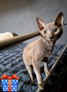 Сфинкс котенок (1 фото из 2)