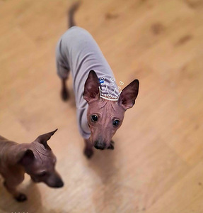 Exotic puppies boy (3 foto / 3)