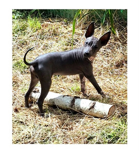 Exotic puppies (2 фото из 3)