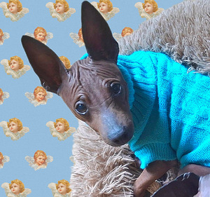 Exotic puppies mini boy (1 foto / 2)