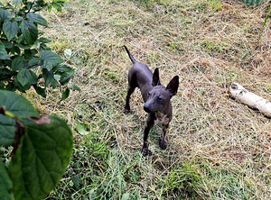 American naked terriers mini (1 foto / 1)