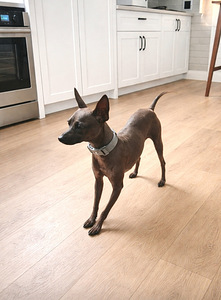 American hairless terrier mini boy (2 foto / 2)