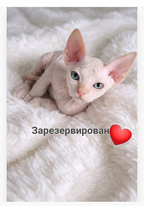 Sphunx of Donskoy (2 foto / 3)