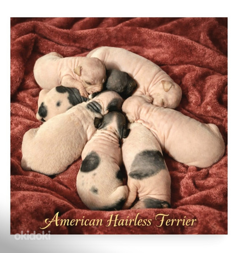 American hairless terrier