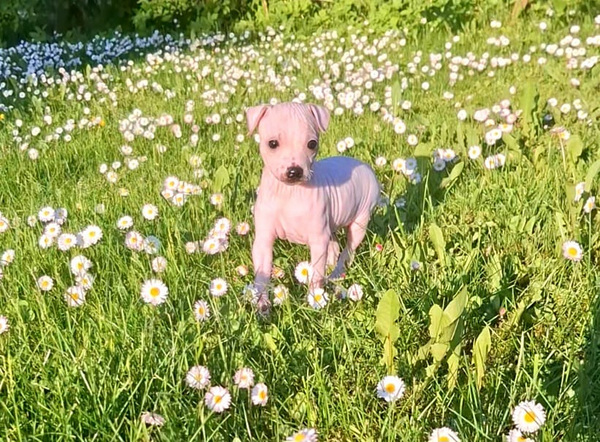 American hairless terrier