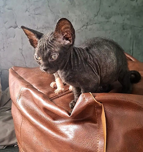 Don Sphynx (1 foto / 3)