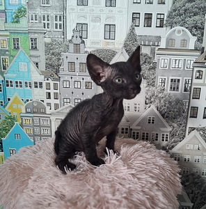 Don Sphynx (3 foto / 3)