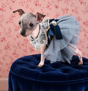 American hairless terrier (1 foto / 5)