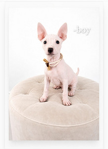 American hairless terjer (5 foto / 9)