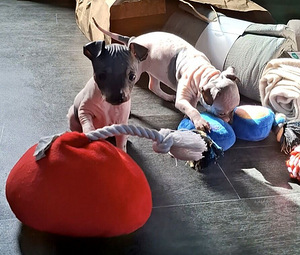 Exotic puppies (6 foto / 8)