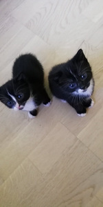 Kassipojad / Котята (1 фото из 3)