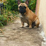 French bulldog for breeding (foto #5)