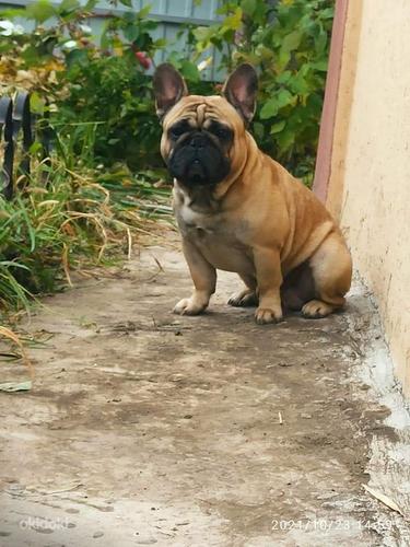 French bulldog for breeding (foto #5)