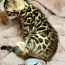 Bengālijas kaķēni (foto #1)