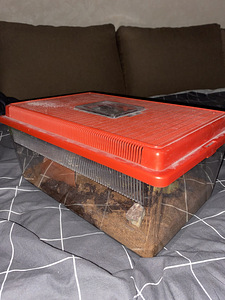 Ämbliktarantula pterenopelma sazimai terrariumiga (2 foto / 3)