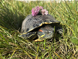 Punasekõrva veekilpkonn, täiskasvanud (2 foto / 3)
