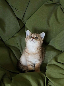 Отдаем кошку 3 месяца (2 фото из 5)