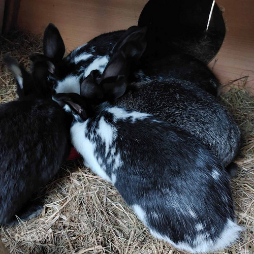 Кролики (фото #2)