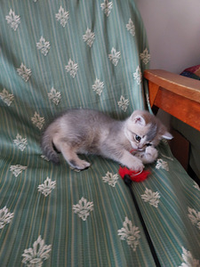 Британский котёнок (3 фото из 3)