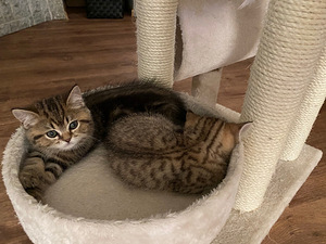 Müüa kassipojad scottish fold/straight (1 foto / 3)