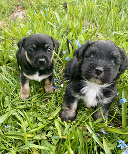 2 pientä sisäkoiran pentua (5 valokuva sivusta 9)