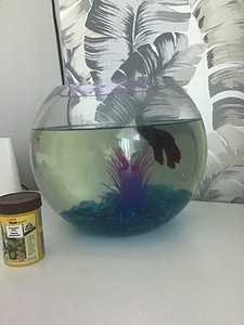 Kala + akvaarium + toit (1 foto / 2)