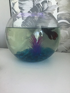 Kala + akvaarium + toit (2 foto / 2)