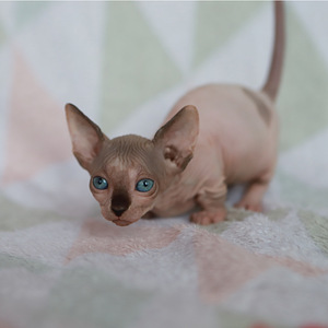 Bambino