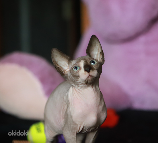 Канадский сфинкс