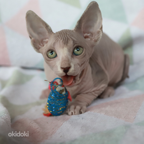 Канадский сфинкс