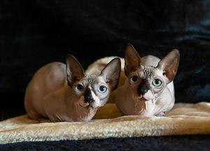 Bambino sfinkss (3 foto no 4)