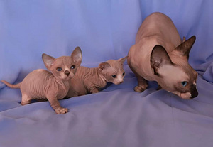 Bambino sfinkss (4 foto no 4)