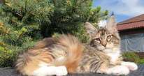 Монопородный питомник кошек породы Мейн-Кун