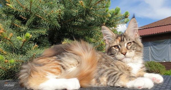 Монопородный питомник кошек породы Мейн-Кун (фото #1)