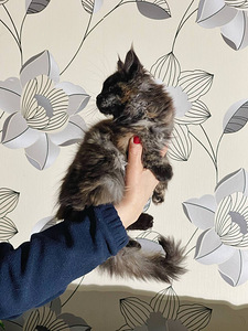 Котенок девочка Мейн Кун (6 фото из 6)