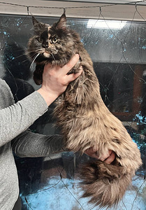 Noor emane Maine Coon kass (4 foto / 6)