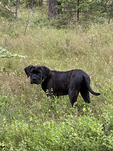 Cane Corso emased kutsikad (3 foto / 7)