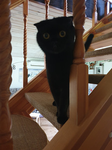 Mustad emased Scottish Foldi kassipojad (7 foto / 7)