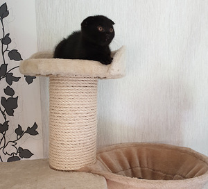 Scottish Fold must emane kassipoeg (2 foto / 4)