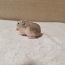 Hamster (foto #5)