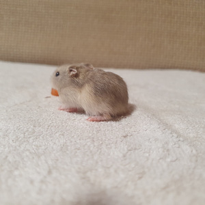 Hamster (5 foto / 5)