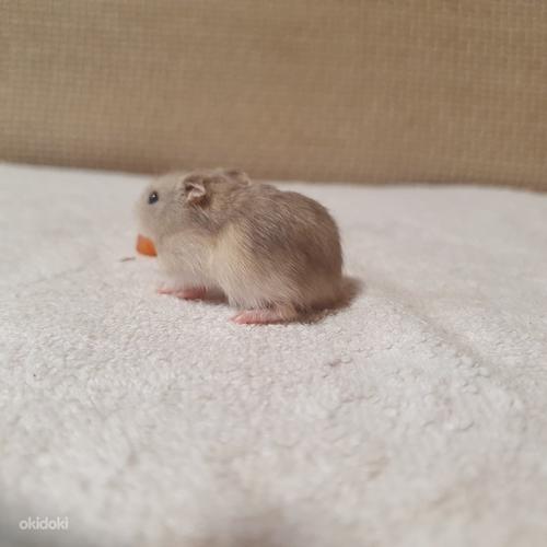 Hamster (foto #5)