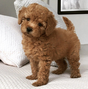 Maltipoo
