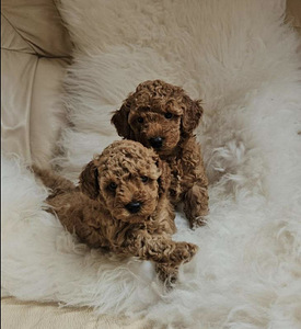 Maltipoo