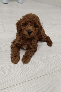 Maltipoo (4 foto / 5)