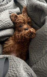 Мальтипу Maltipoo (1 фото из 5)
