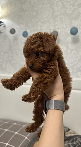 Мальтипу Maltipoo (2 фото из 5)